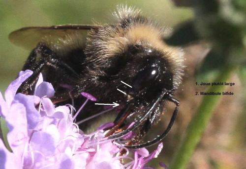 Bombus sp.